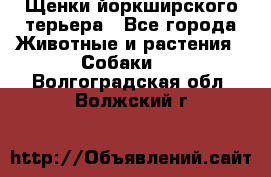 Щенки йоркширского терьера - Все города Животные и растения » Собаки   . Волгоградская обл.,Волжский г.